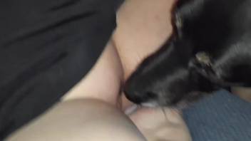 Delicious zoophile pussy getting licked by a mutt