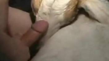 Dude licks that goat's sexy pussy and also fucks it
