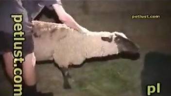 Man finger fucks sheep's ass before fucking the animal