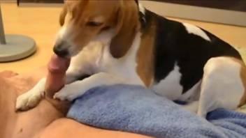 Dude is happy to feed his cock to a sexy dog