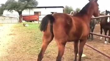 Sexy mare pussy getting sniffed in a hot porno movie