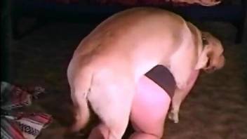 Big booty babe gets plowed by a sexy animal on all fours