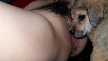Hairy pussy MILF lets this dog fuck her leaking hole