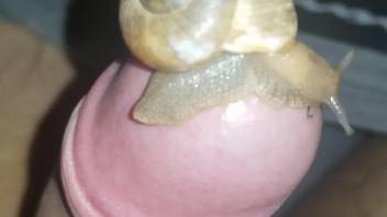 Uncut dick getting pleasured in POV by sexy snails