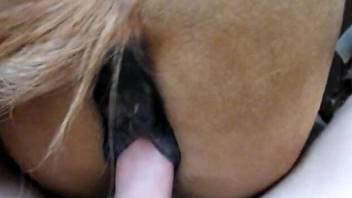 POV porno movie with a well-hung dude and a sexy mare