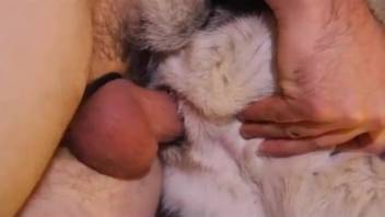 Guy with penis ring wrecking a canine's snug tiny ass