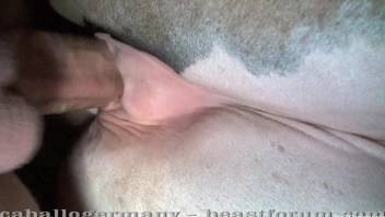 Pale pussy mare getting fucked deep and hard