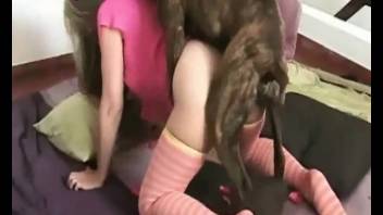Intense intercourse with a nude female in genuine homemade bestiality scenes
